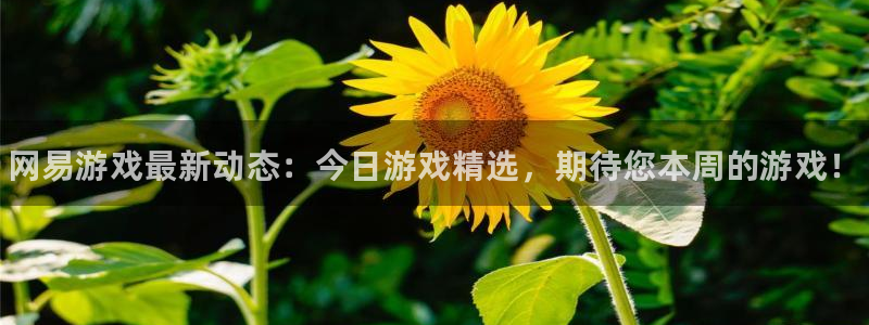 手机极悦娱乐下载安装：网易游戏最新动态：今日游戏精选，期待您